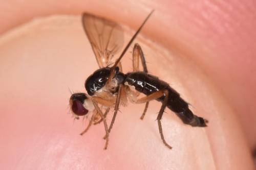 Cordilura albipes